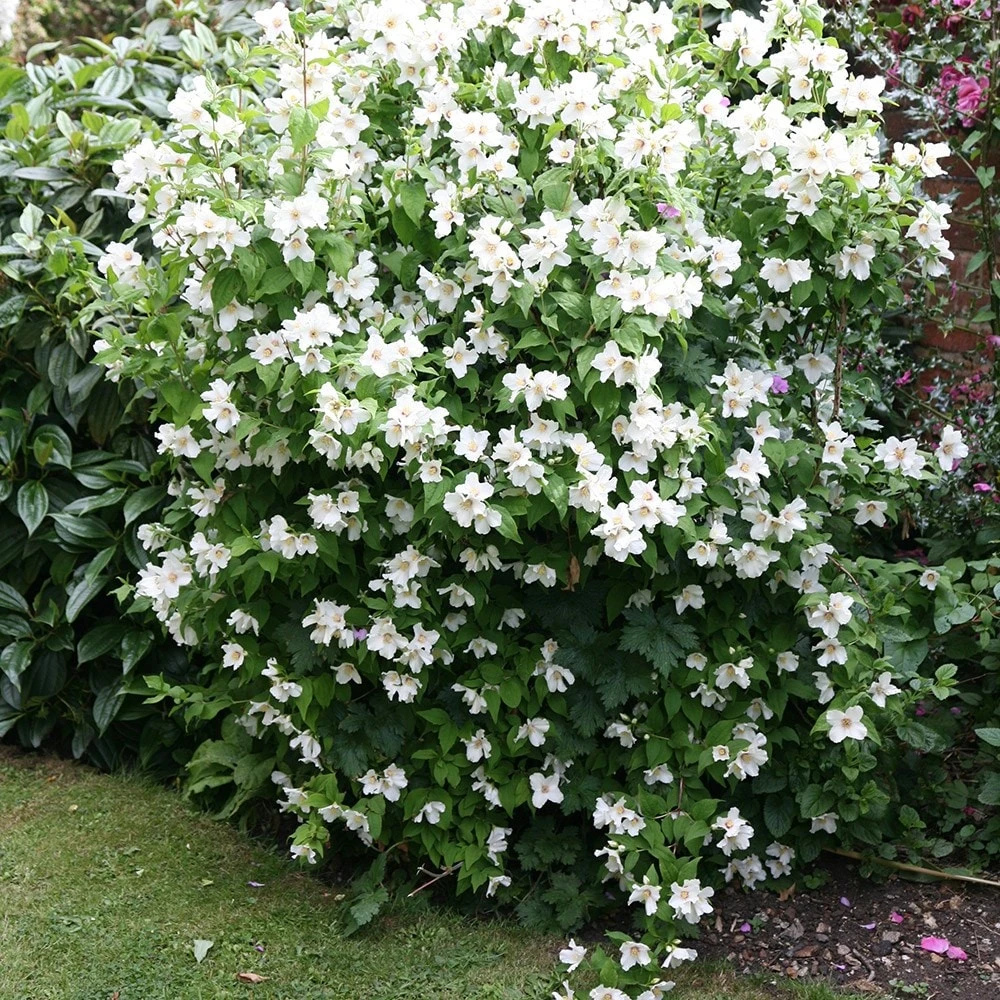 Philadelphus 'Belle Étoile' Philadelphus 'Belle Étoile' -Garden Plant Store pl0000004184 card2 lg