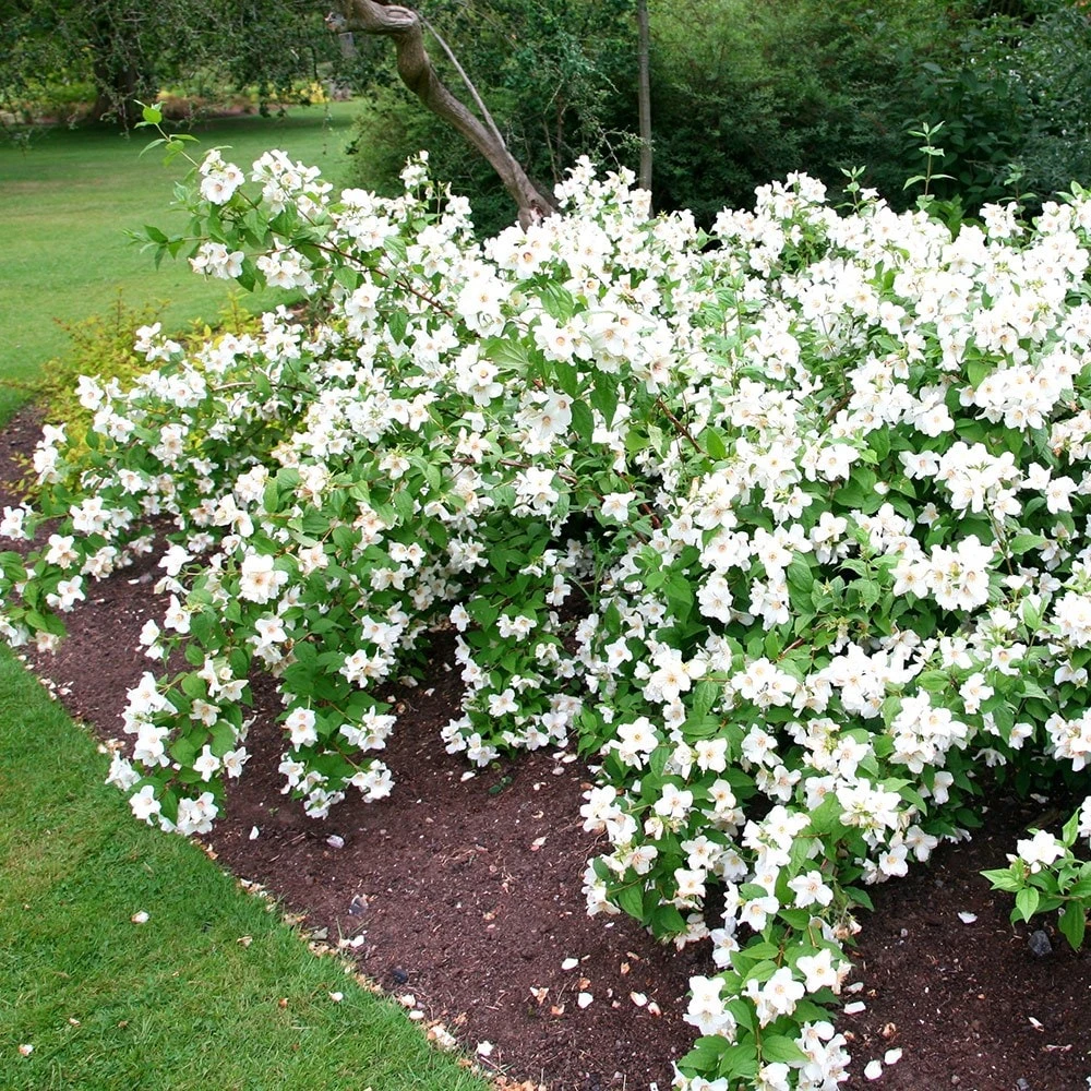 Philadelphus 'Belle Étoile' Philadelphus 'Belle Étoile' -Garden Plant Store pl0000004184 card4 lg