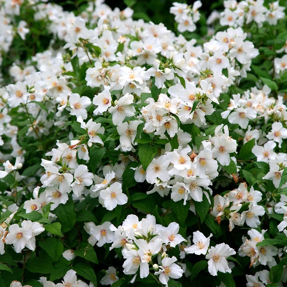 Philadelphus 'Belle Étoile' Philadelphus 'Belle Étoile' -Garden Plant Store pl0000004184 card5 lg