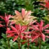 Pieris Japonica 'Mountain Fire'