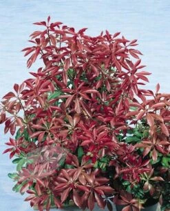Pieris Japonica 'Mountain Fire' -Garden Plant Store pl0000004241 card2 lg