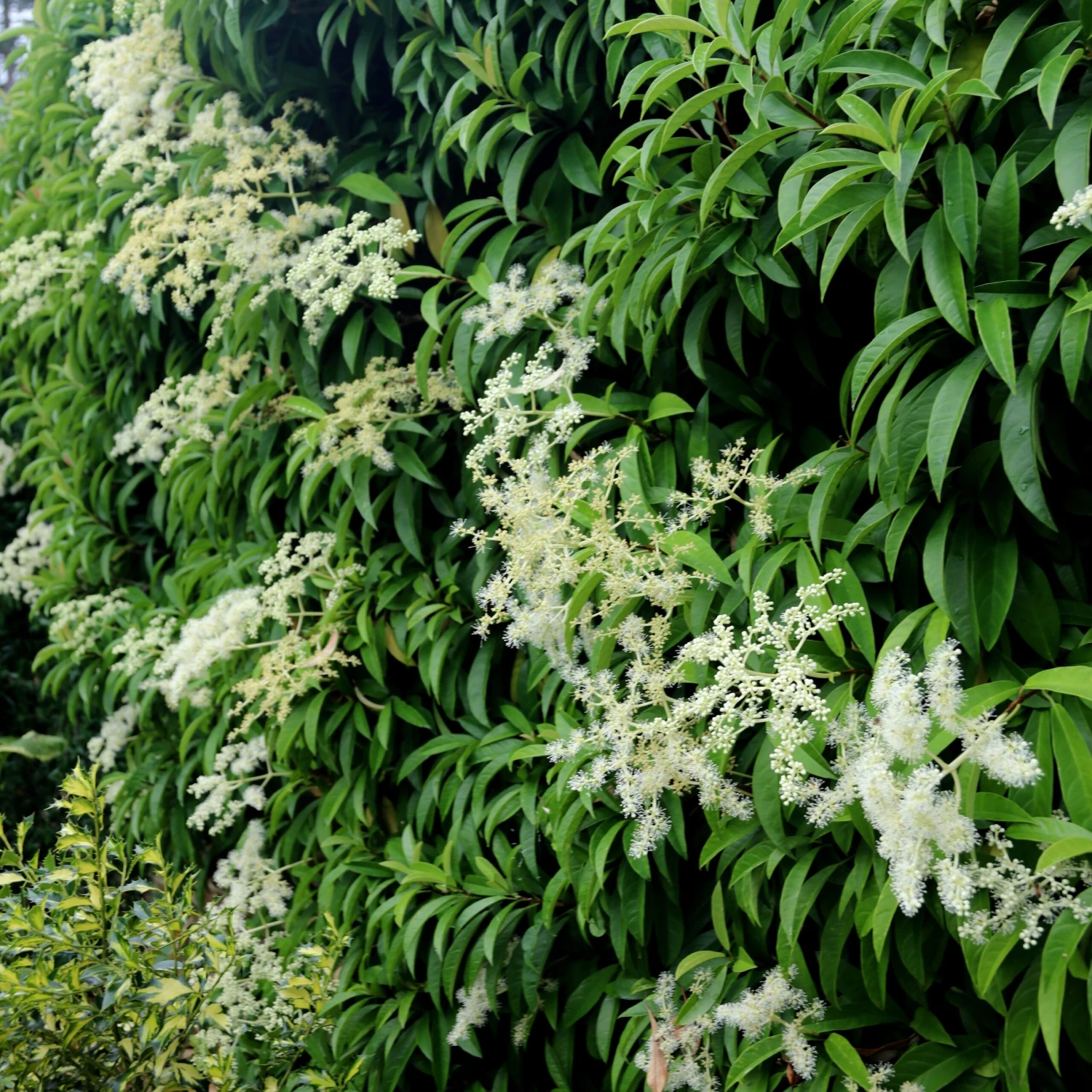 Pileostegia viburnoides Pileostegia Viburnoides -Garden Plant Store pl0000004247 card2 lg scaled