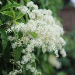 Pileostegia Viburnoides 2 Pileostegia Viburnoides -Garden Plant Store pl0000004247 card3 lg