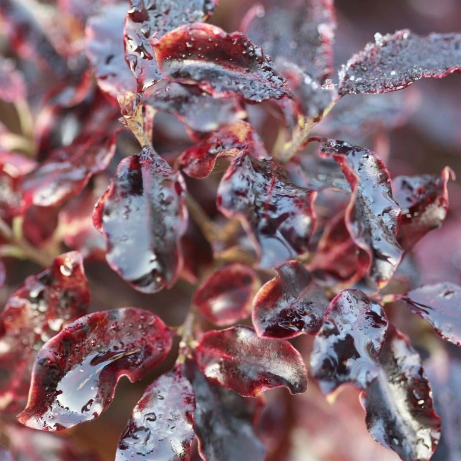 Pittosporum tenuifolium 'Tom Thumb' Pittosporum Tenuifolium 'Tom Thumb' -Garden Plant Store pl0000004262