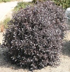 Pittosporum Tenuifolium 'Tom Thumb' 1 Pittosporum Tenuifolium 'Tom Thumb' -Garden Plant Store pl0000004262 card2 lg