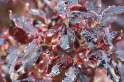 Pittosporum Tenuifolium 'Tom Thumb' 3 Pittosporum Tenuifolium 'Tom Thumb' -Garden Plant Store pl0000004262 card4 lg