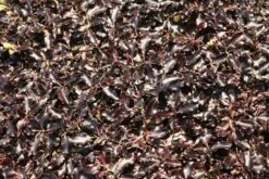 Pittosporum Tenuifolium 'Tom Thumb' 4 Pittosporum Tenuifolium 'Tom Thumb' -Garden Plant Store pl0000004262 card5 lg