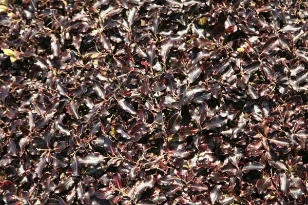 Pittosporum tenuifolium 'Tom Thumb' Pittosporum Tenuifolium 'Tom Thumb' -Garden Plant Store pl0000004262 card5 lg