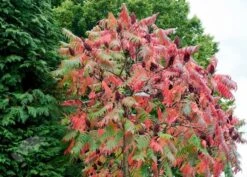 Rhus Typhina -Garden Plant Store pl0000004323 card3 lg