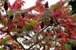 Rhus Typhina -Garden Plant Store pl0000004323 card4 lg