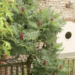 Rhus Typhina -Garden Plant Store pl0000004323 card6 lg