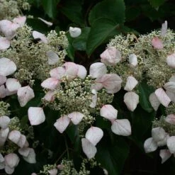 Schizophragma Hydrangeoides