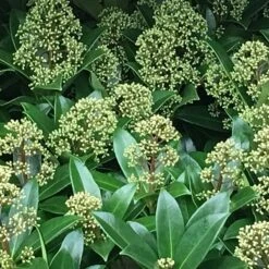 Skimmia Japonica 'Fragrant Cloud' (male) -Garden Plant Store pl0000004382 card3 lg