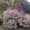 Syringa Meyeri 'Palibin' -Garden Plant Store pl0000004435