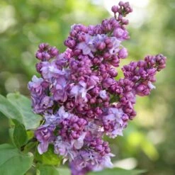 Syringa Vulgaris 'Charles Joly'