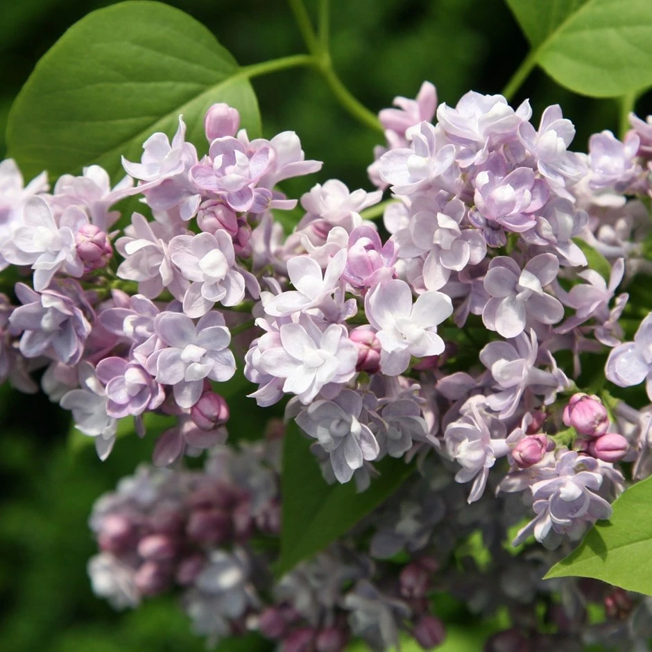 Syringa vulgaris 'Katherine Havemeyer' Syringa Vulgaris 'Katherine Havemeyer' -Garden Plant Store pl0000004448