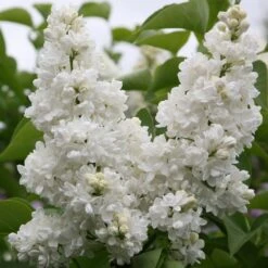 Syringa Vulgaris 'Madame Lemoine'