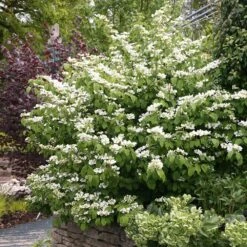 Garden Plant Store 3 Garden Plant Store -Garden Plant Store pl0000004476 card2 lg