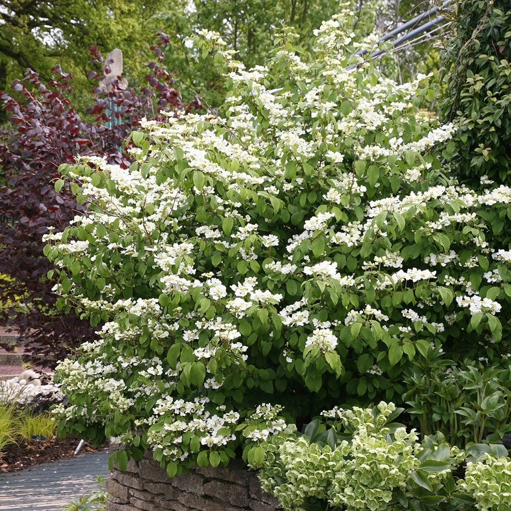 Viburnum plicatum f. tomentosum 'Mariesii' Viburnum Plicatum F. Tomentosum 'Mariesii' -Garden Plant Store pl0000004476 card2 lg