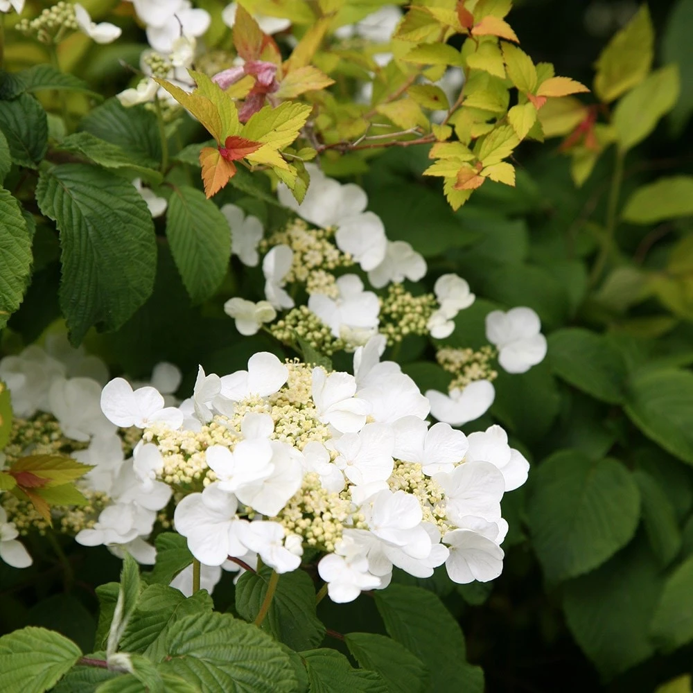 Viburnum plicatum f. tomentosum 'Mariesii' Viburnum Plicatum F. Tomentosum 'Mariesii' -Garden Plant Store pl0000004476 card4 lg