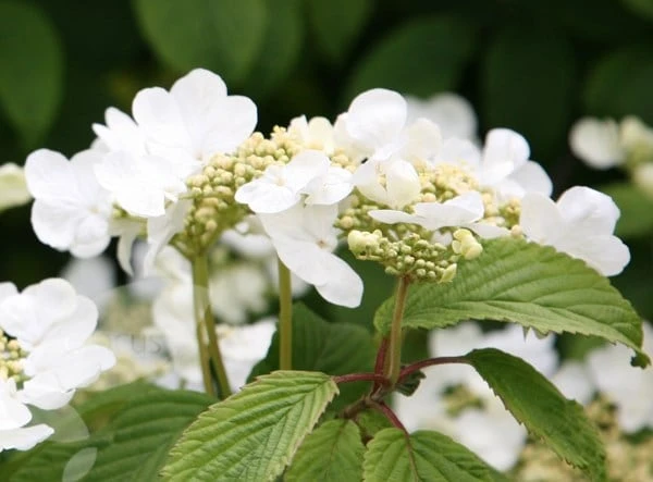 Viburnum plicatum f. tomentosum 'Mariesii' Viburnum Plicatum F. Tomentosum 'Mariesii' -Garden Plant Store pl0000004476 card5 lg