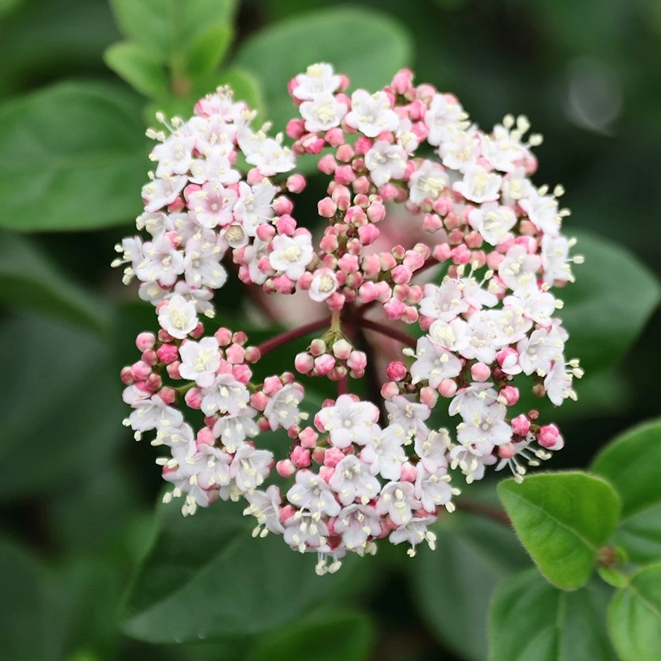 Viburnum tinus 'Eve Price' Viburnum Tinus 'Eve Price' -Garden Plant Store pl0000004483