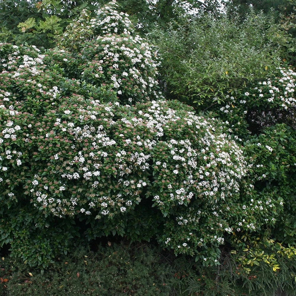Viburnum tinus 'Eve Price' Viburnum Tinus 'Eve Price' -Garden Plant Store pl0000004483 card2 lg