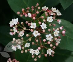 Viburnum Tinus 'Eve Price' 3 Viburnum Tinus 'Eve Price' -Garden Plant Store pl0000004483 card4 lg