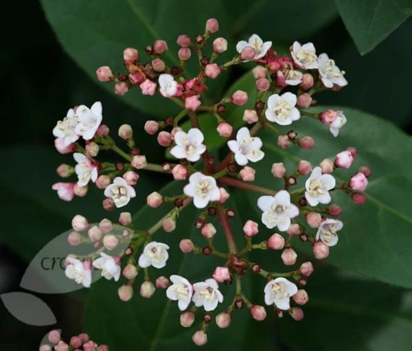 Viburnum tinus 'Eve Price' Viburnum Tinus 'Eve Price' -Garden Plant Store pl0000004483 card4 lg