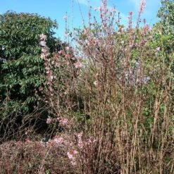 Garden Plant Store 6 Garden Plant Store -Garden Plant Store pl0000004488 card2 lg