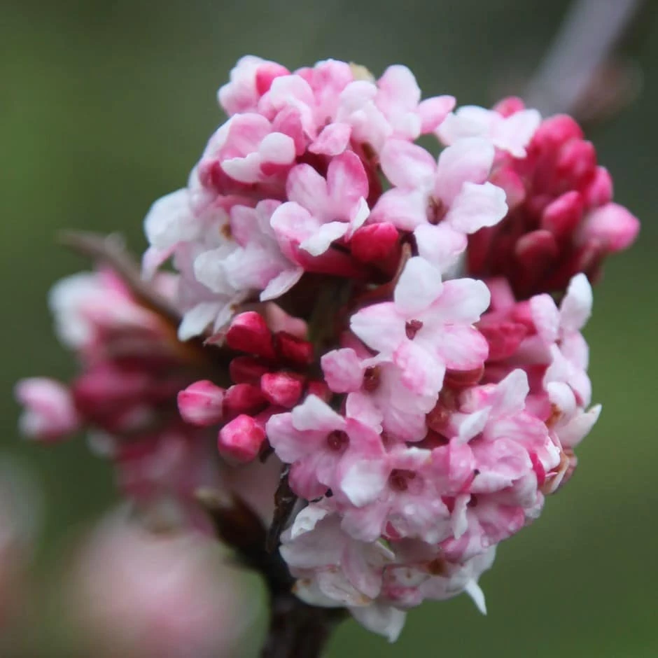 Viburnum × bodnantense 'Dawn' Viburnum × Bodnantense 'Dawn' -Garden Plant Store pl0000004489