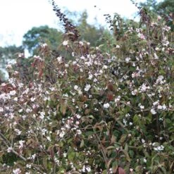 Garden Plant Store 8 Garden Plant Store -Garden Plant Store pl0000004489 card2 lg