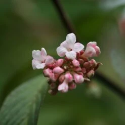 Viburnum × Bodnantense 'Dawn' 2 Viburnum × Bodnantense 'Dawn' -Garden Plant Store pl0000004489 card3 lg