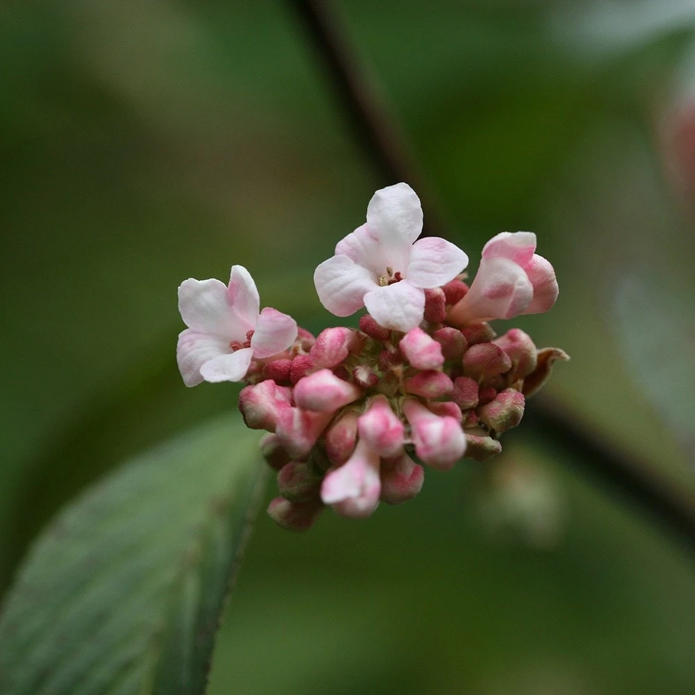 Viburnum × bodnantense 'Dawn' Viburnum × Bodnantense 'Dawn' -Garden Plant Store pl0000004489 card3 lg