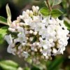 Viburnum × Burkwoodii 1 Viburnum × Burkwoodii -Garden Plant Store pl0000004491