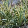 Yucca Filamentosa 'Bright Edge' -Garden Plant Store pl0000004538