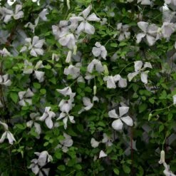 Clematis 'Alba Luxurians'