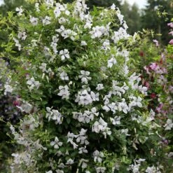 Clematis 'Alba Luxurians' -Garden Plant Store pl0000007066 card3 lg