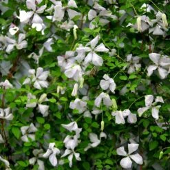 Clematis 'Alba Luxurians' -Garden Plant Store pl0000007066 card5 lg