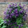 Clematis 'Polish Spirit'