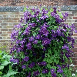 Clematis 'Polish Spirit'