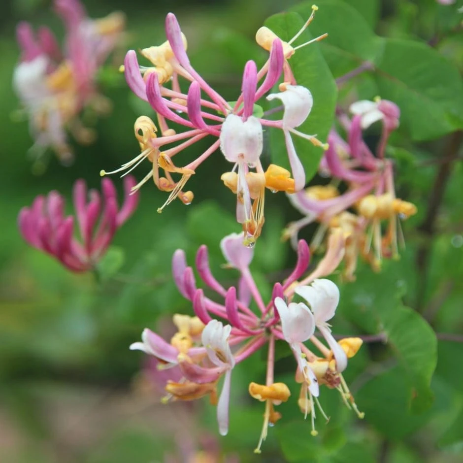 Lonicera × americana Lonicera × Americana -Garden Plant Store pl0000007085