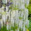 Wisteria Sinensis Var. Sinensis F. Alba -Garden Plant Store pl0000007096