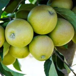 Apple 'Reverend W. Wilks'