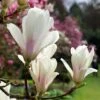 Magnolia × Soulangeana 'Alba Superba' -Garden Plant Store pl0000007929