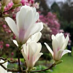 Magnolia × Soulangeana 'Alba Superba'