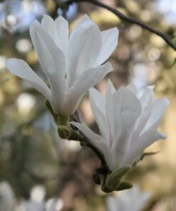 Magnolia × Soulangeana 'Alba Superba' -Garden Plant Store pl0000007929 card3 lg
