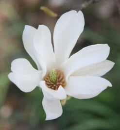 Magnolia × Soulangeana 'Alba Superba' -Garden Plant Store pl0000007929 card4 lg