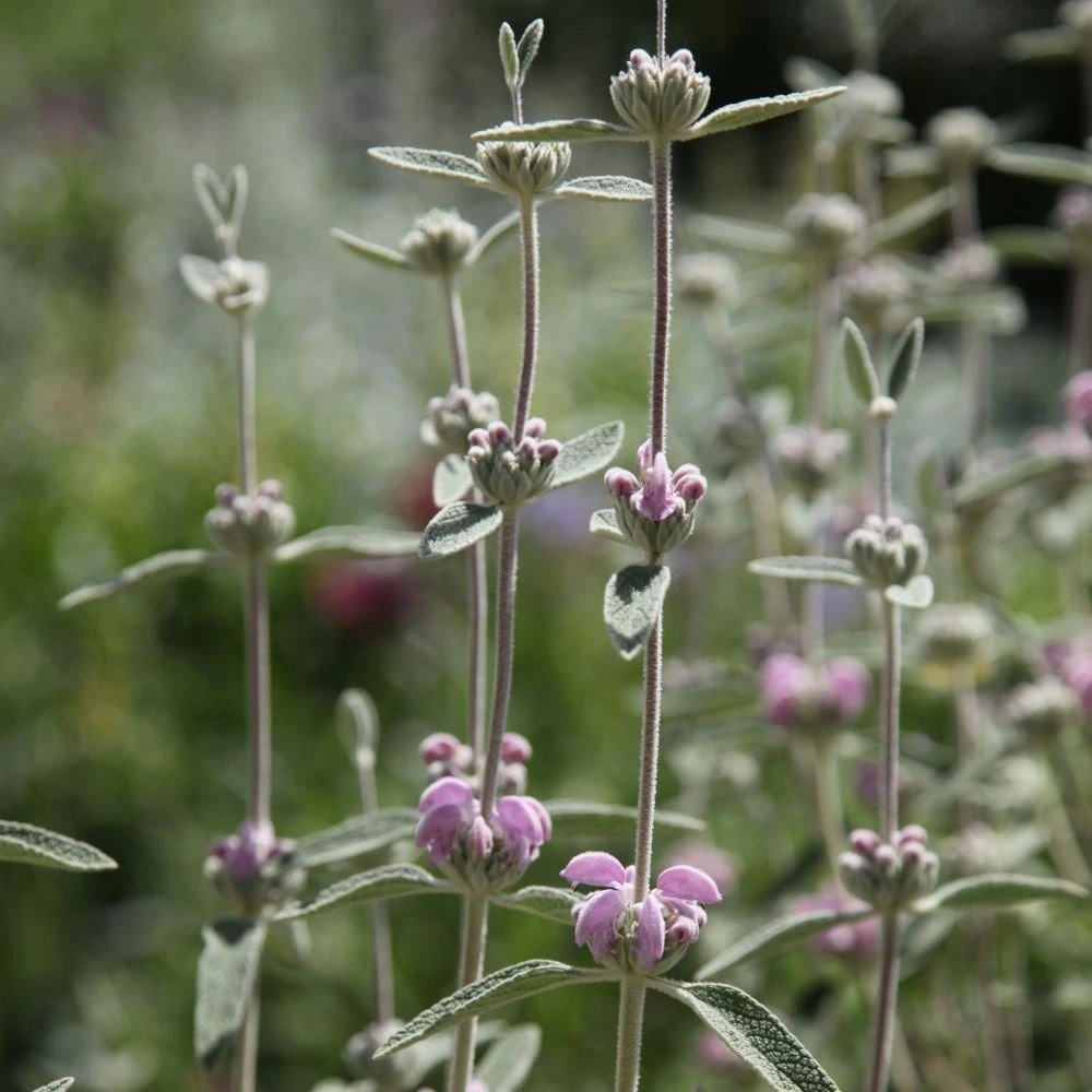 Phlomis italica Phlomis Italica -Garden Plant Store pl0000007961 card2 lg