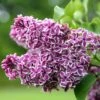 Syringa Vulgaris 'Sensation' -Garden Plant Store pl0000008055